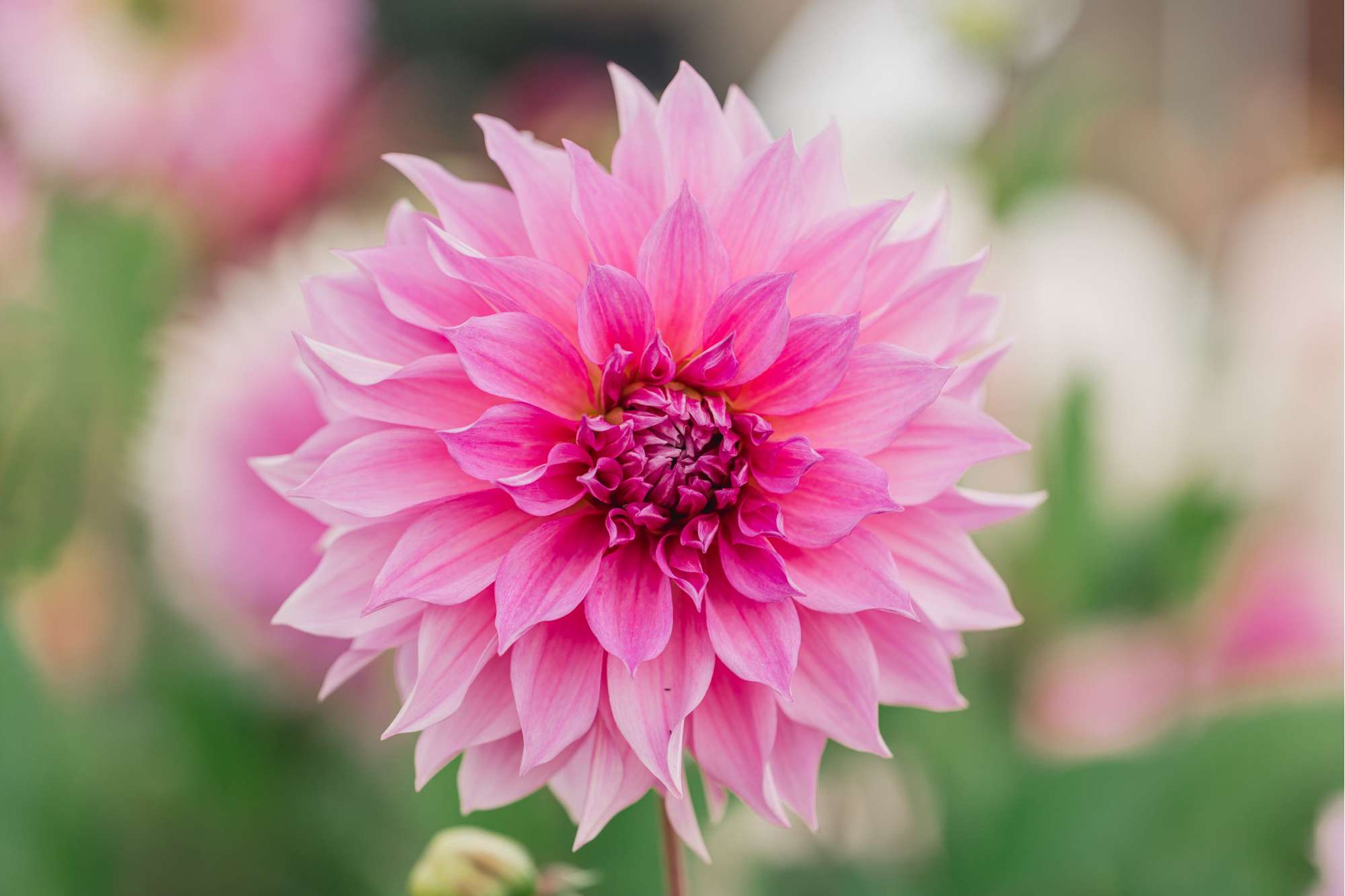 Dahlia 'Cafe au Lait Rose'